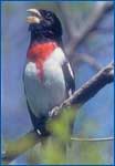 bird