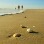 Beach side with sea shells