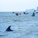 Kayaks paddling by dolphins  