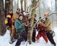Tapping the maple tree