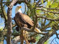 An eagle perches in a tree in the Golden Isles of Georgia