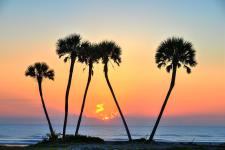 Sunrise and palm trees