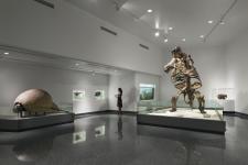 Ground Sloth at Museum of Arts & Sciences