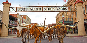 Fort Worth Herd Small
