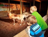 Wild Wonderland at Tampa's Lowry Park Zoo Wild Wonderland at Tampa's Lowry Park Zoo