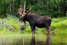 Moose