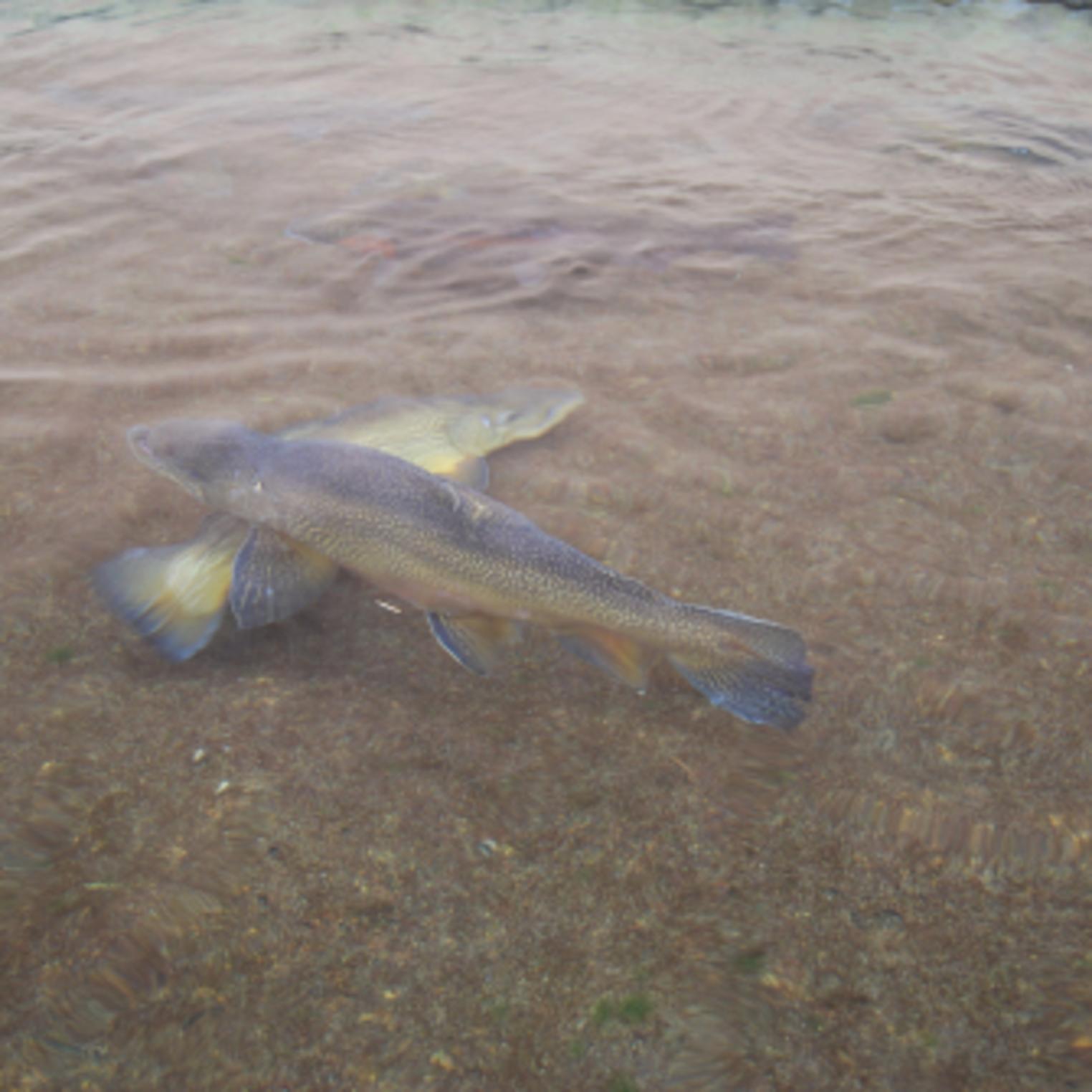 Huntsdale State Fish Hatchery Carlisle, PA 17013