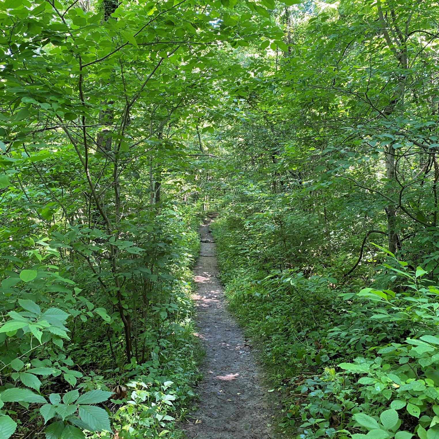 Cumberland Valley Overlook