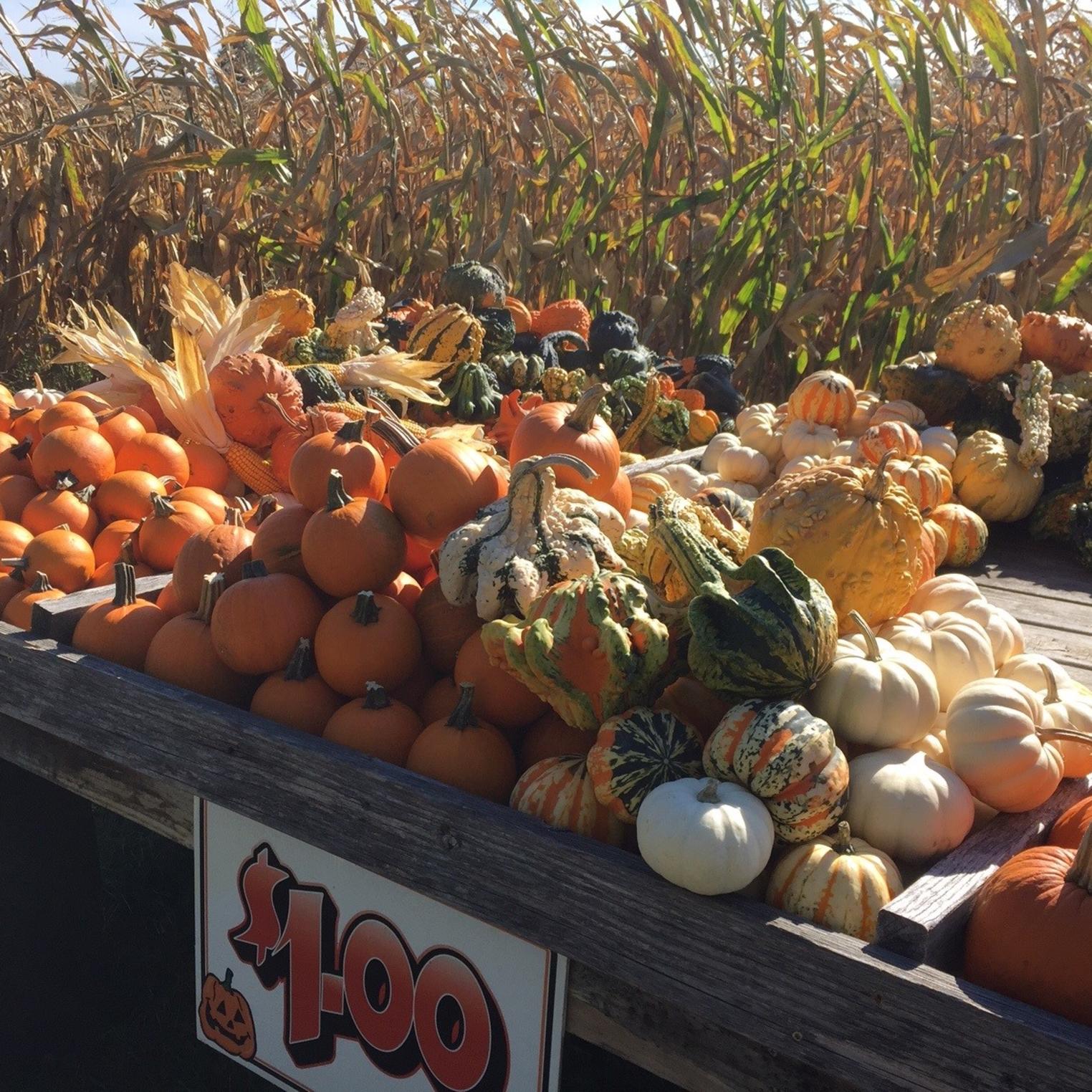 Maple Lane Farm