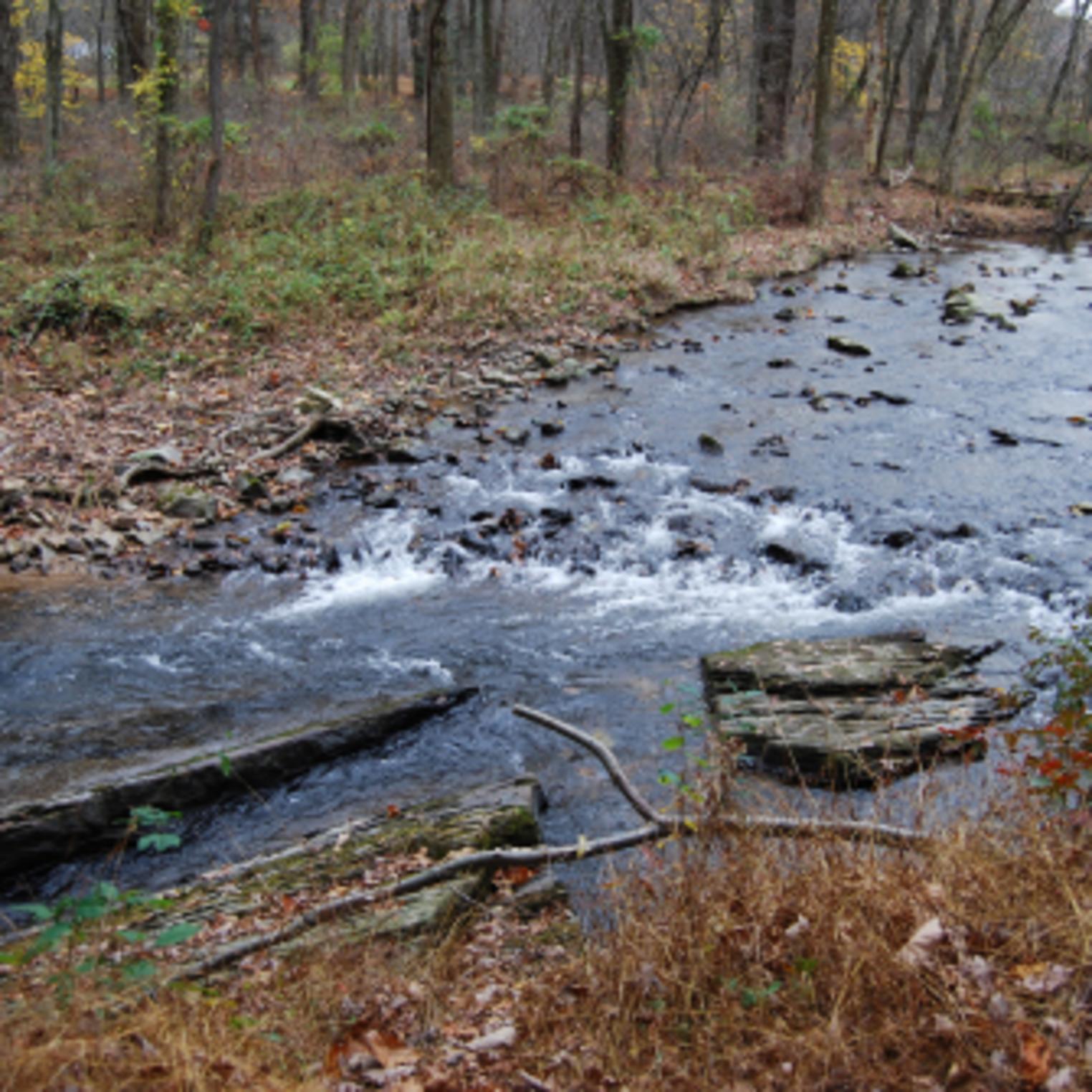 Mountain Creek in Mt Holly Marsh Preserve