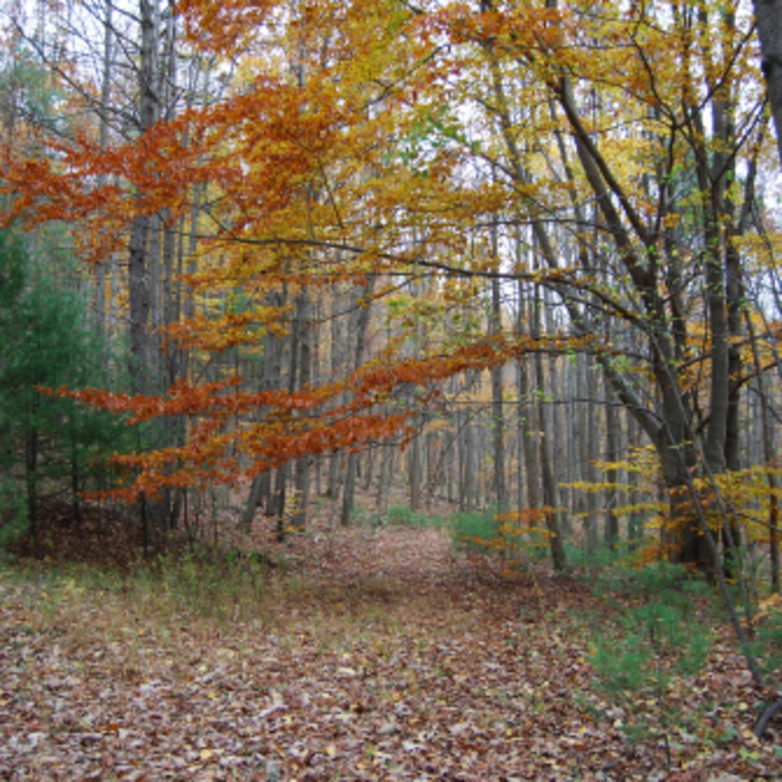 Hiking Trail at Mt Holly Marsh Preserve