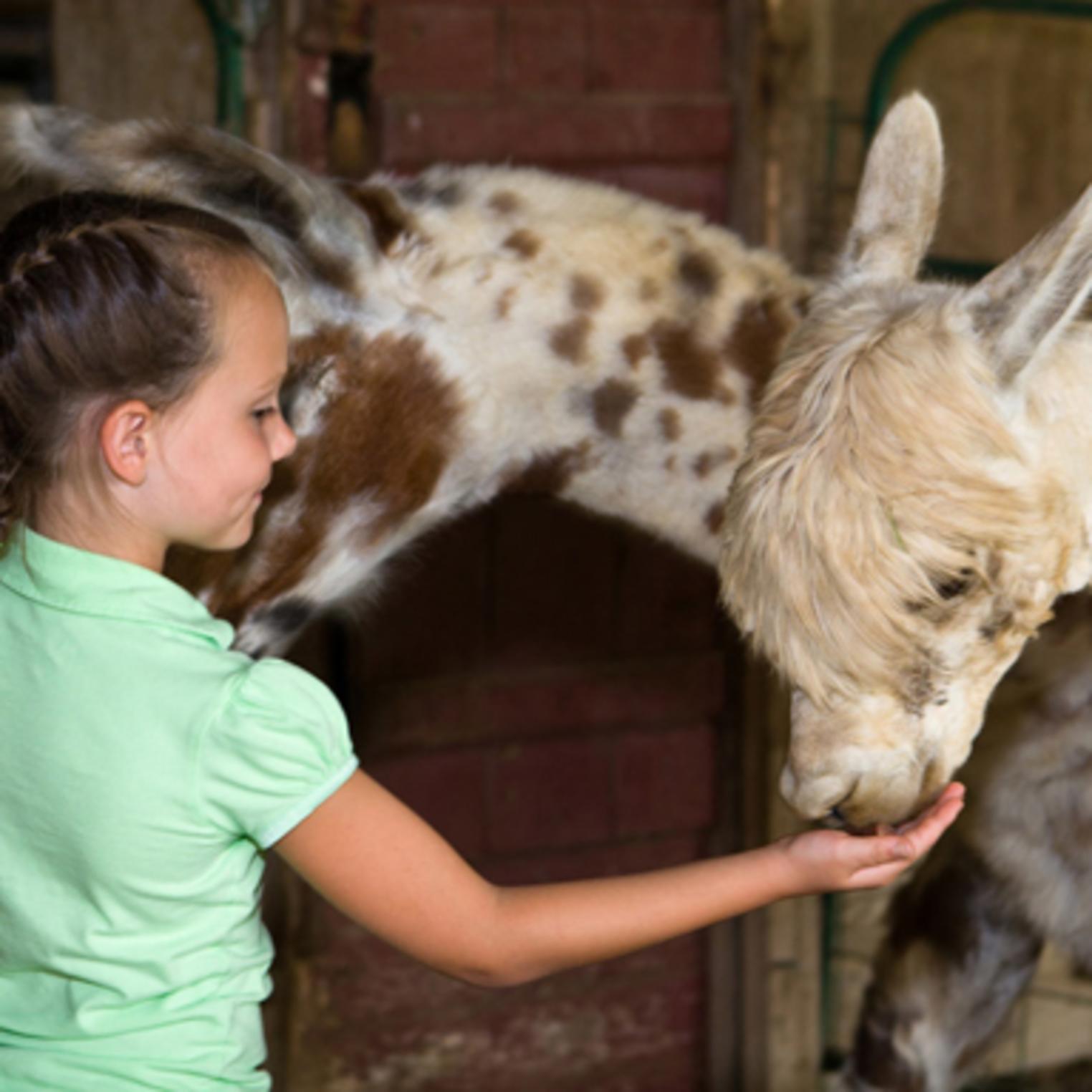 Girl Feeding Alpaca