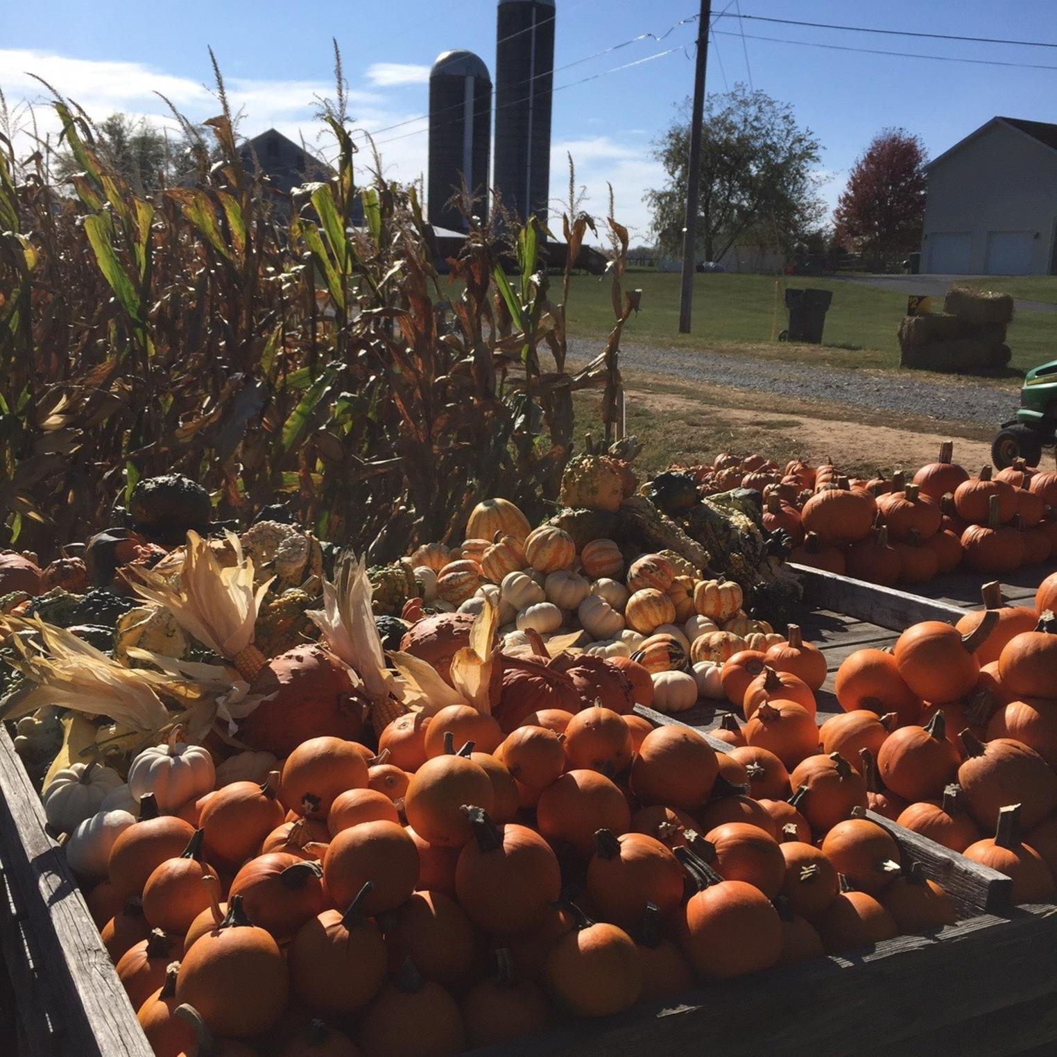 Maple Lane Farm