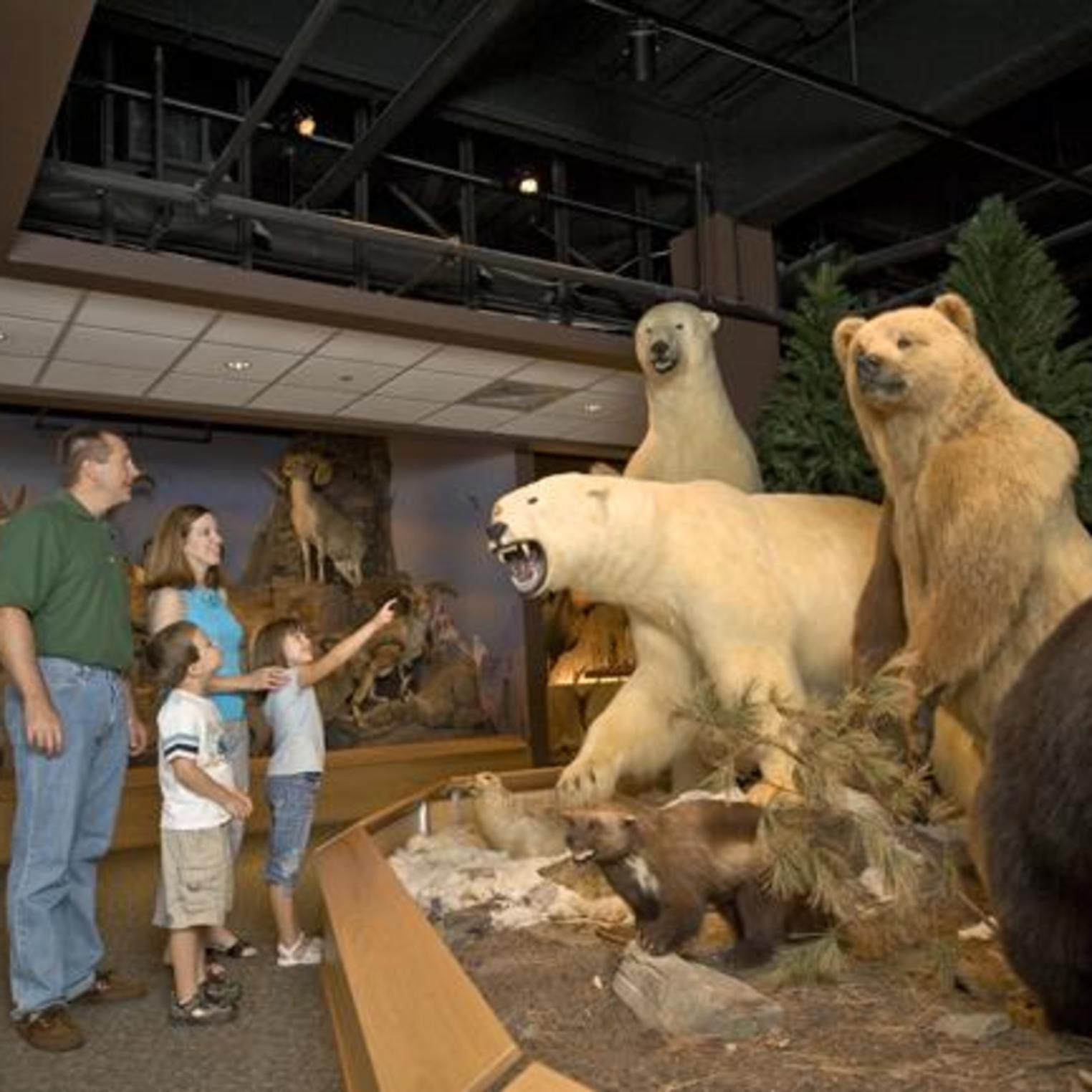 Polar Bears at Oakes Museum at Messiah College