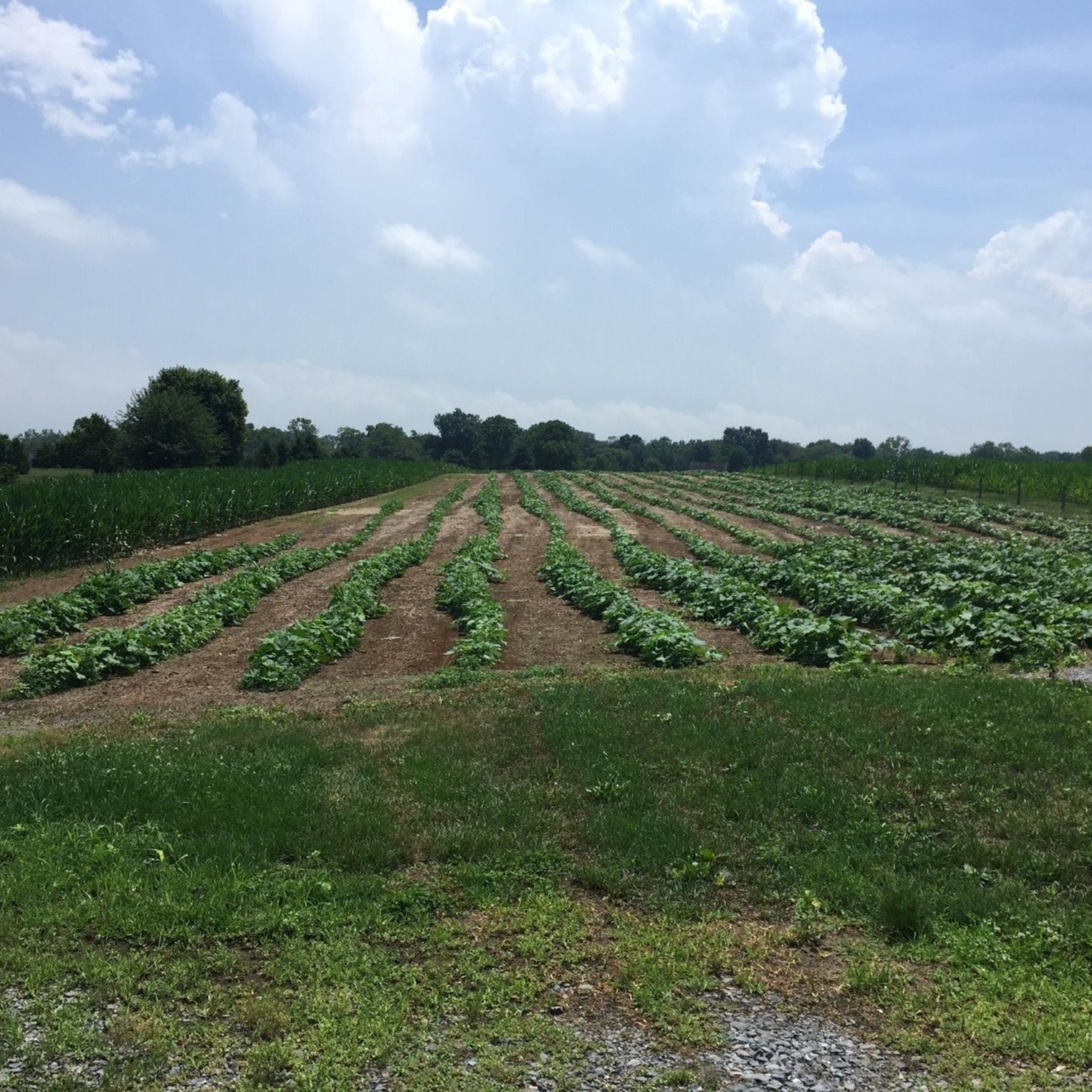 Maple Lane Farm