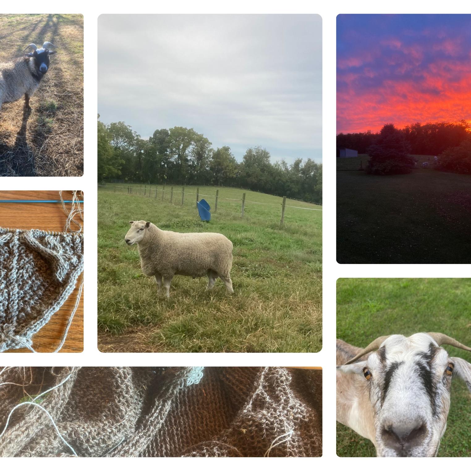 Bearline Acres Farm