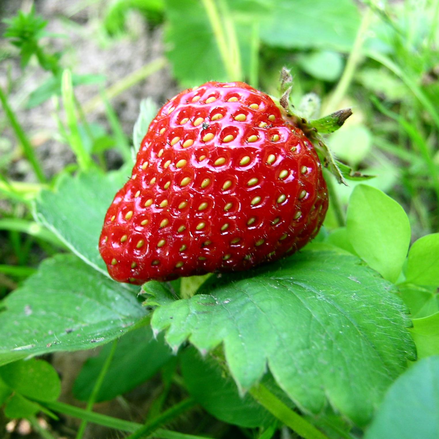 Bricker's Strawberries