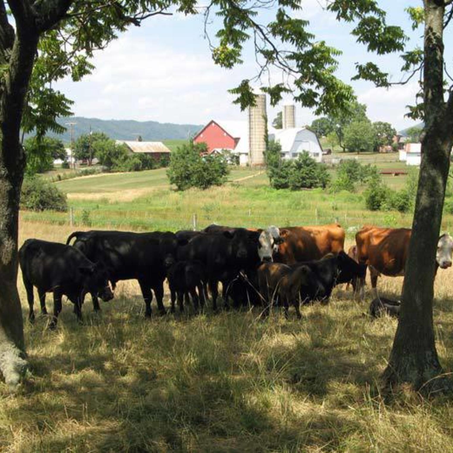 Cows along the Cumberland Valley Rail Trail