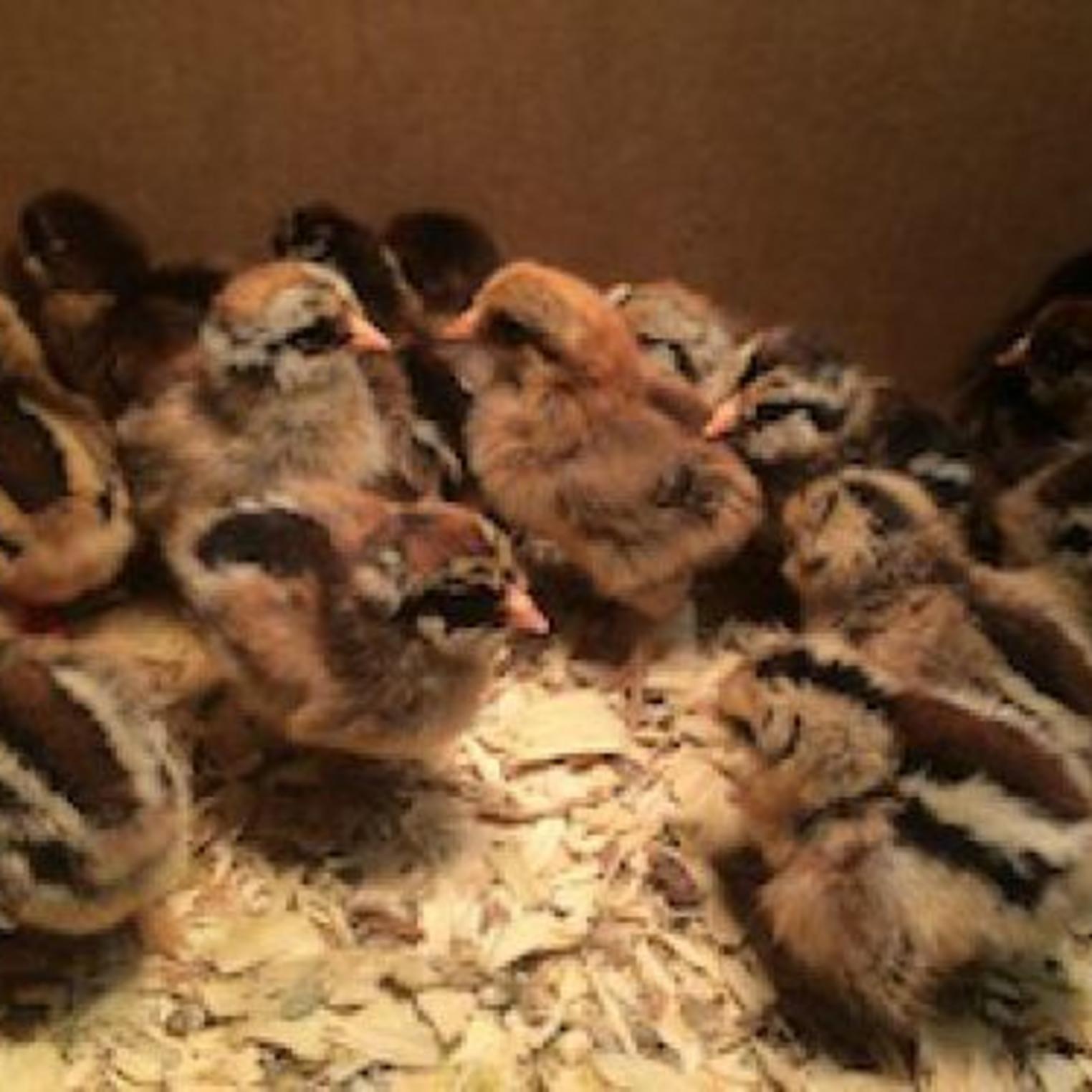 Chicks at Everblossom Farm