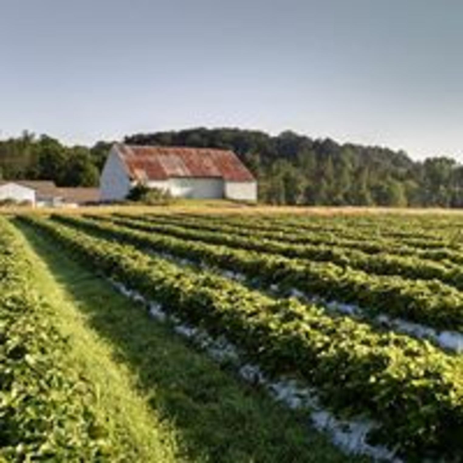 Cross the Creek Farm
