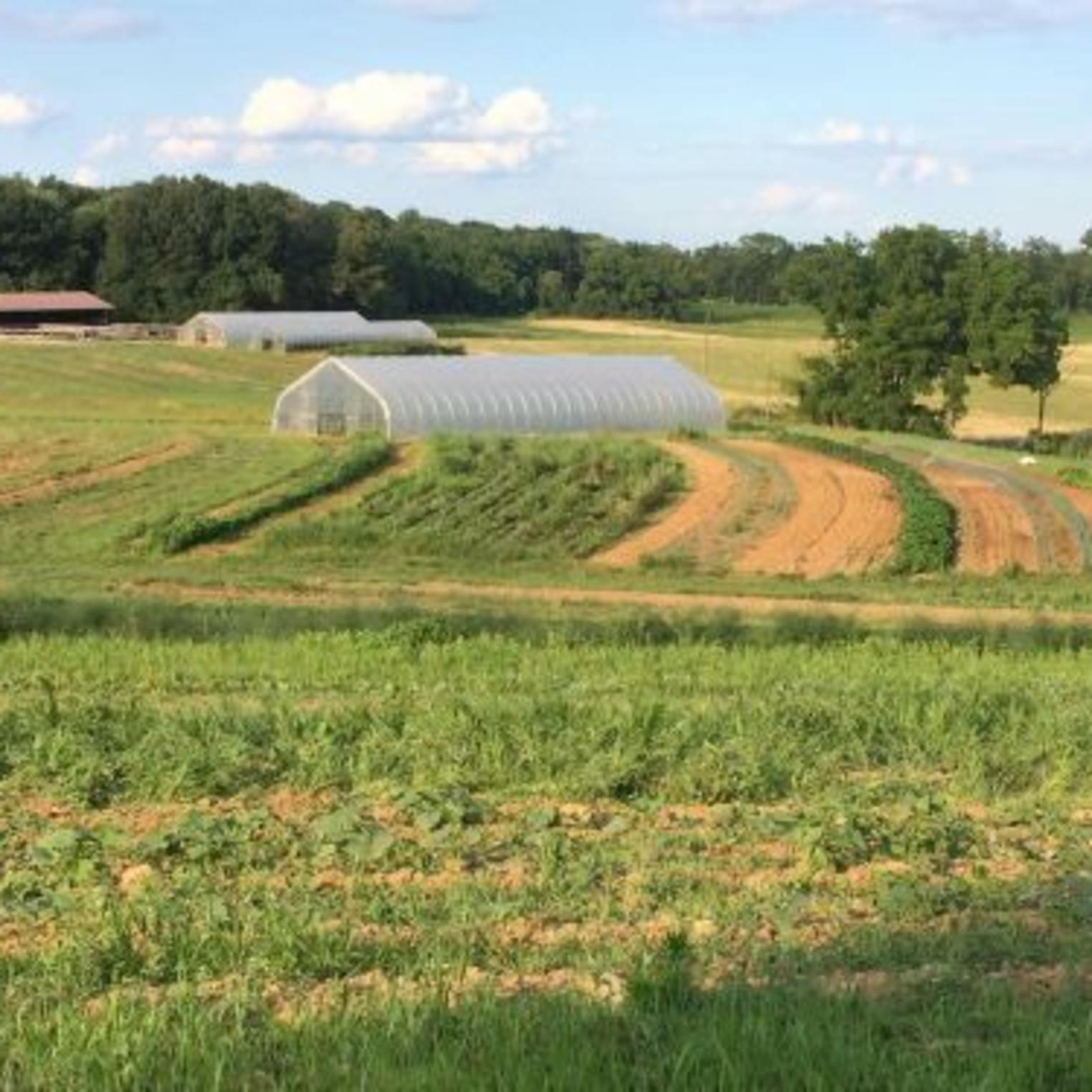 Everblossom Farm Field