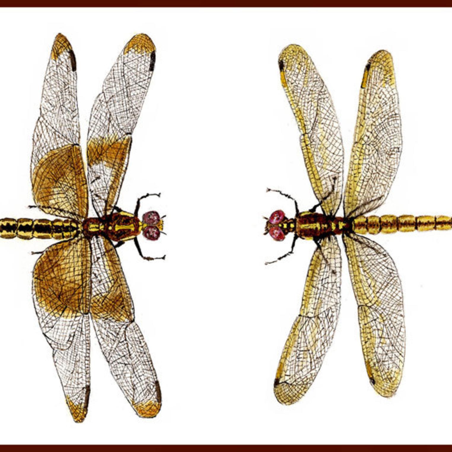 Gerald Putt Wildlife Art Studio