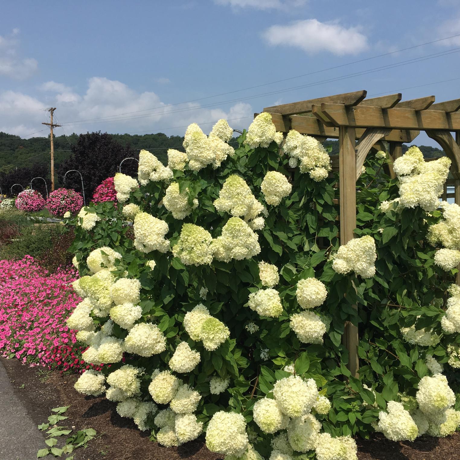 Maplewood Farm Market