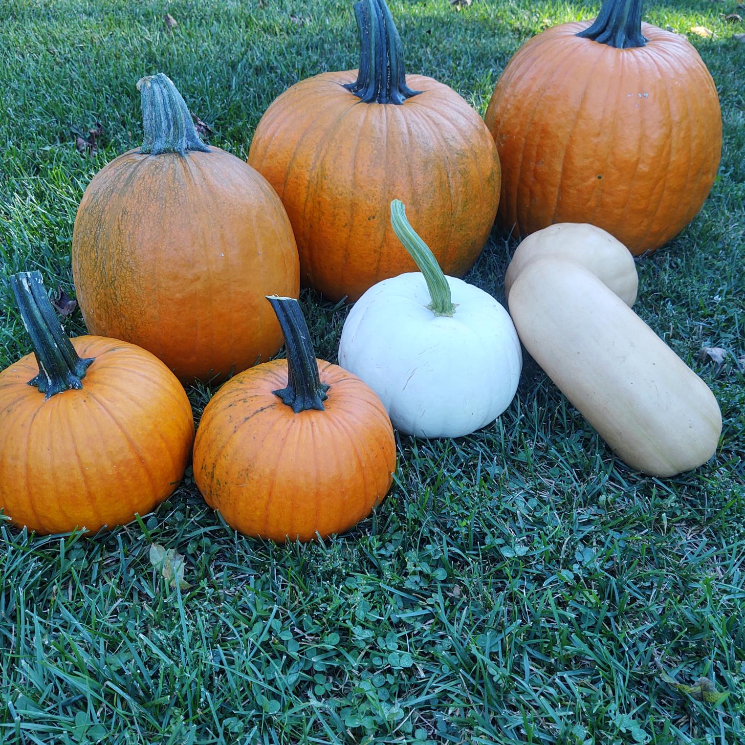 Carwood Farms