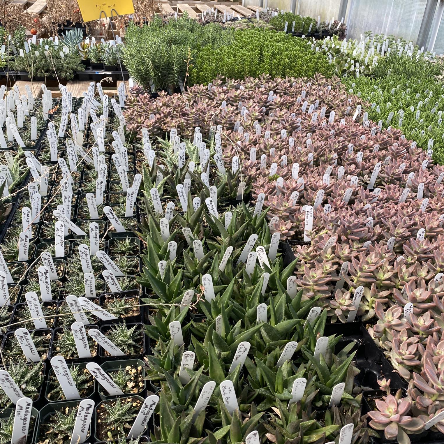 Spring Garden Greenhouse