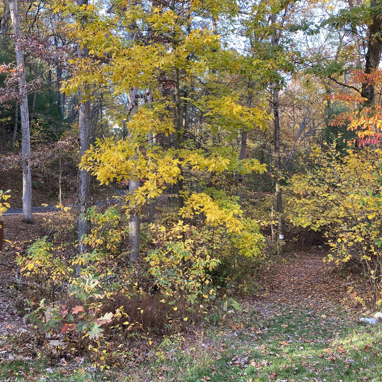Kings Gap Hollow Trail