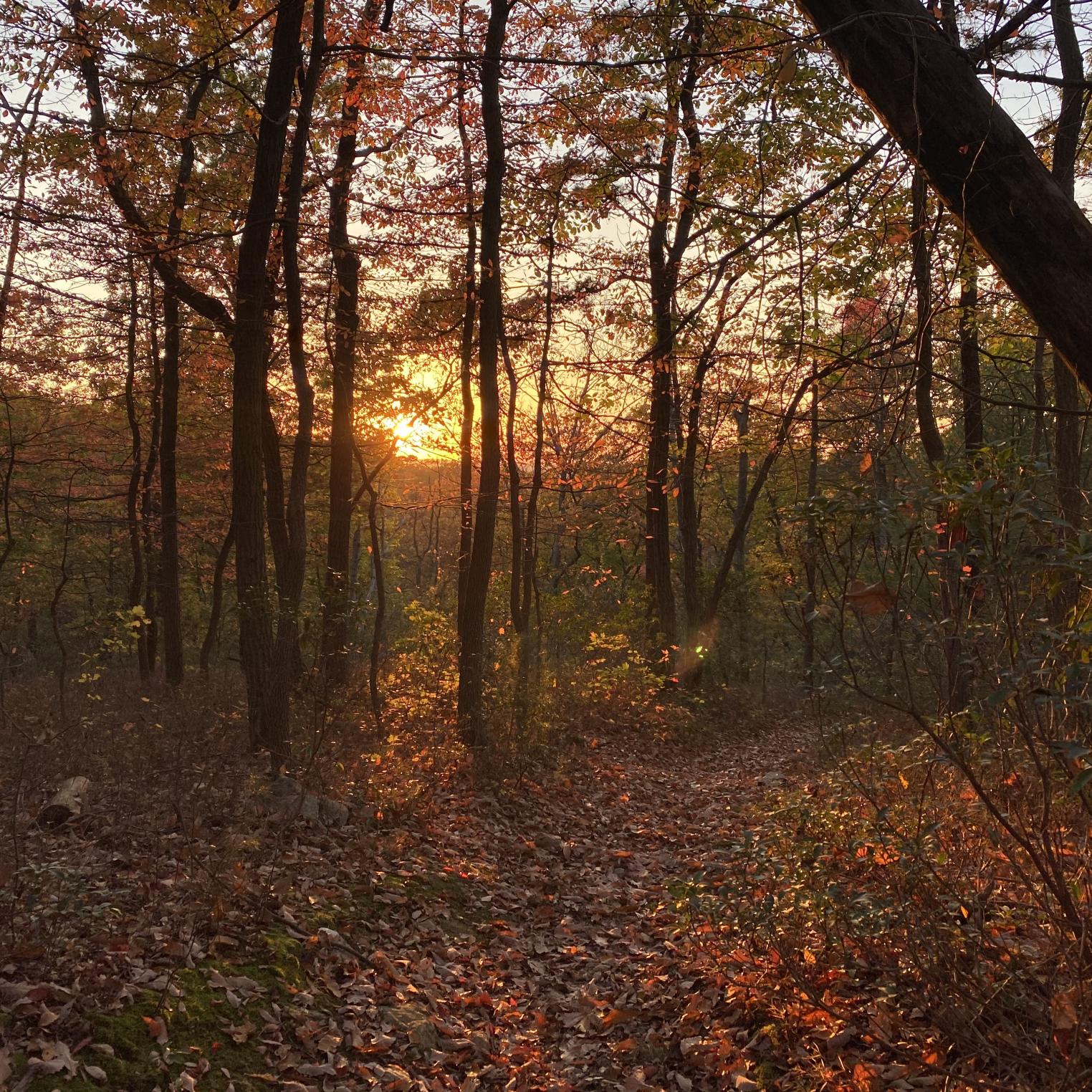 Scenic Vista Trail