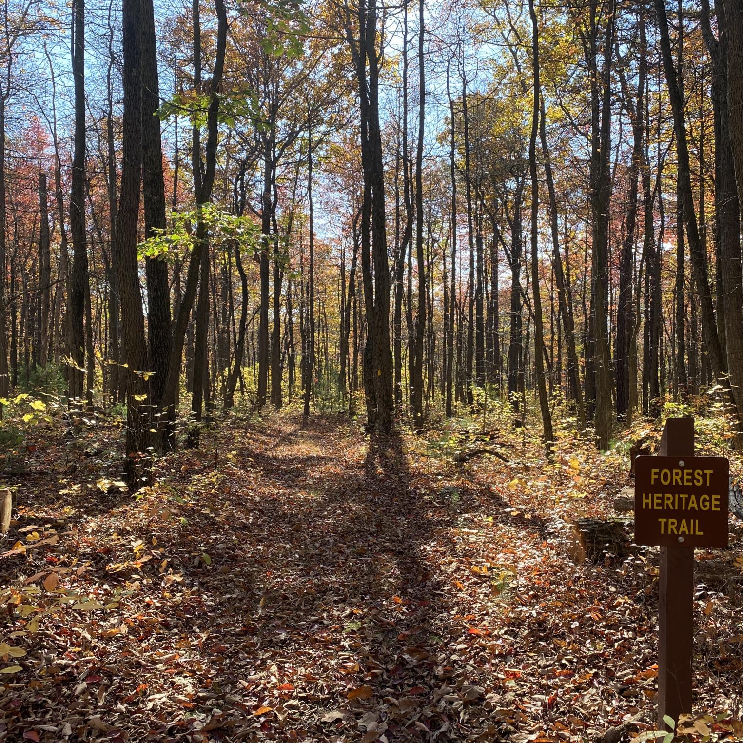 Forest Heritage Trail
