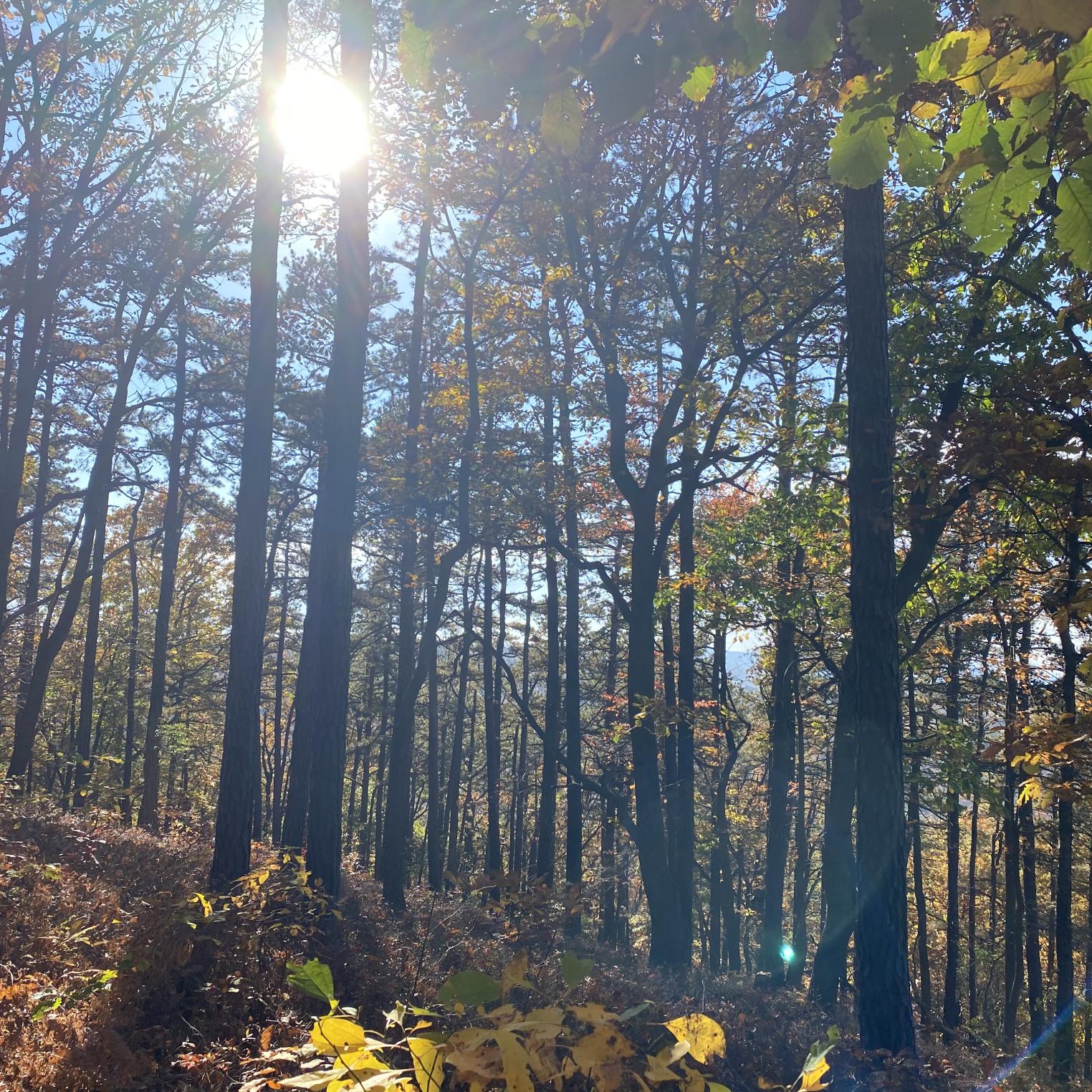 Ridge Overlook