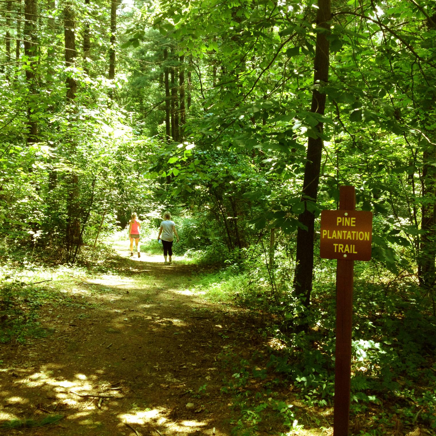 Pine Plantation Trail at Kings Gap