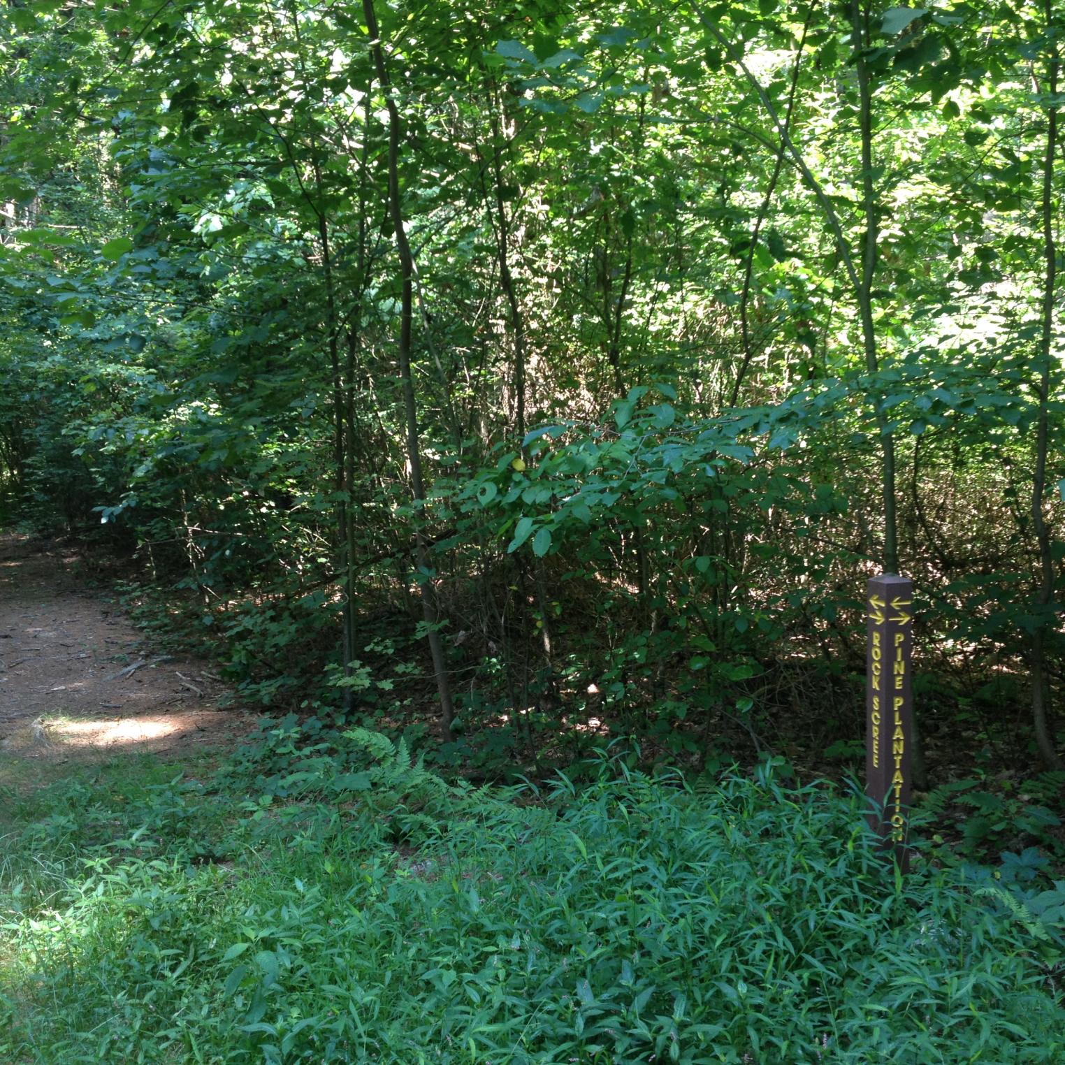 Rock Scree Trail at Kings Gap