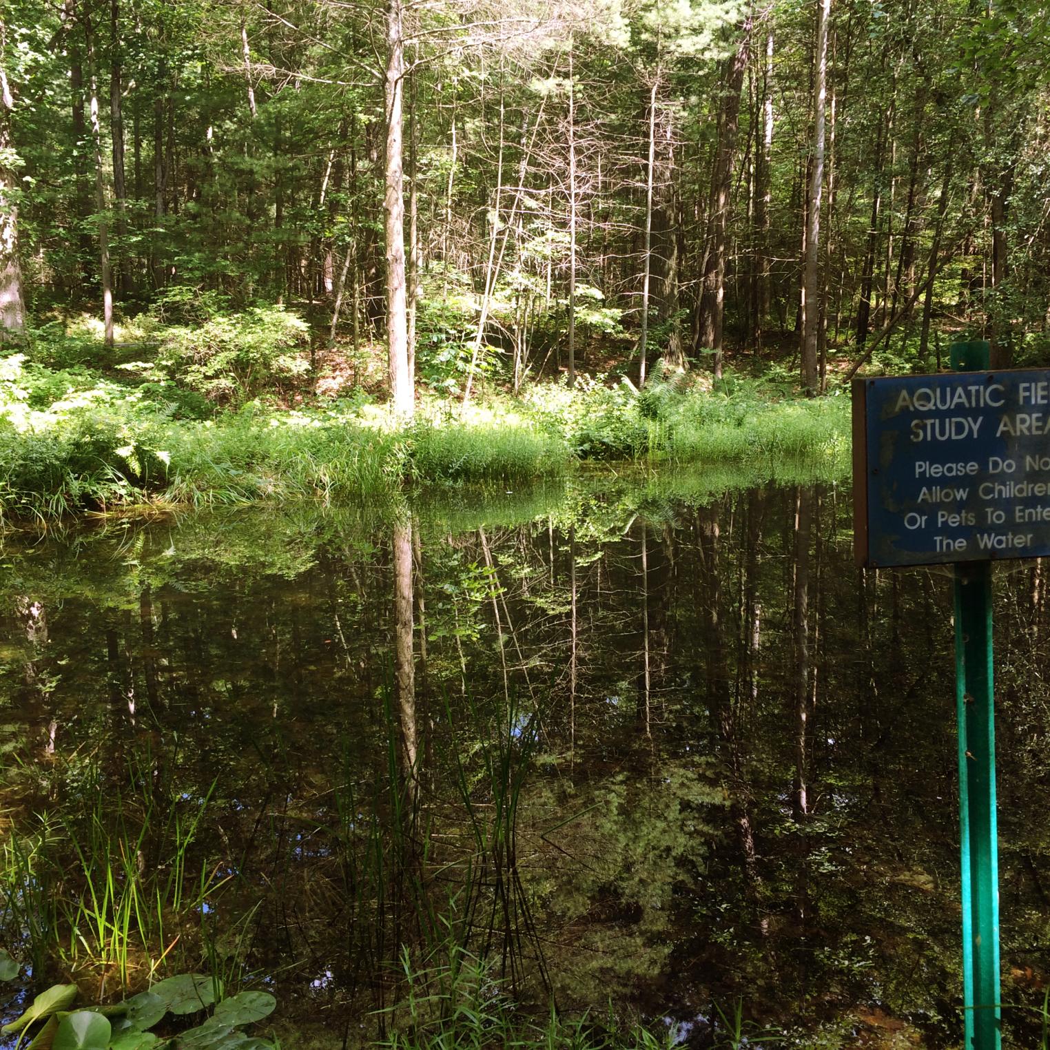 Pond along the Watershed Trail at Kings Gap