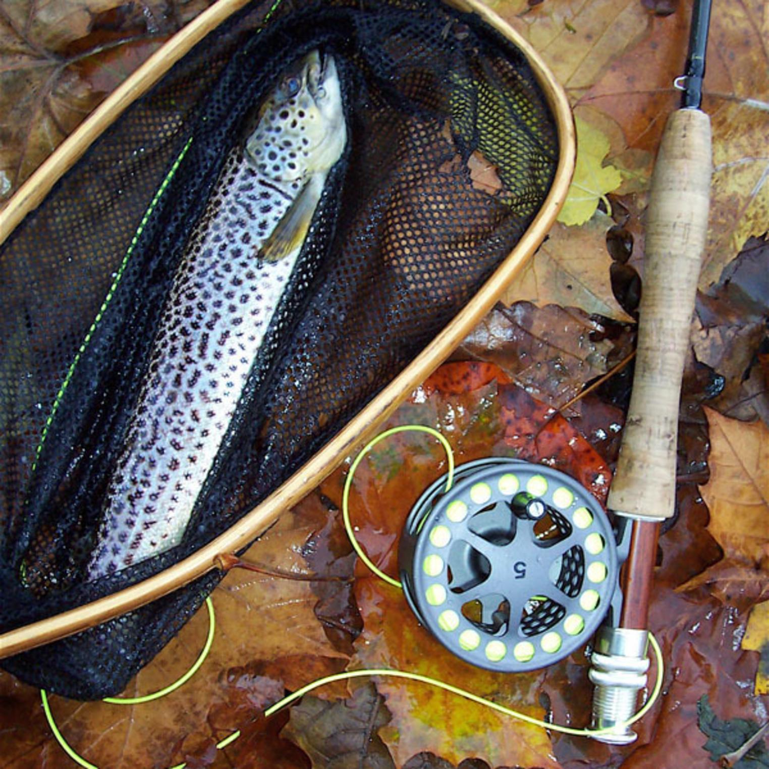 Wild trout caught on LeTort Spring Run.