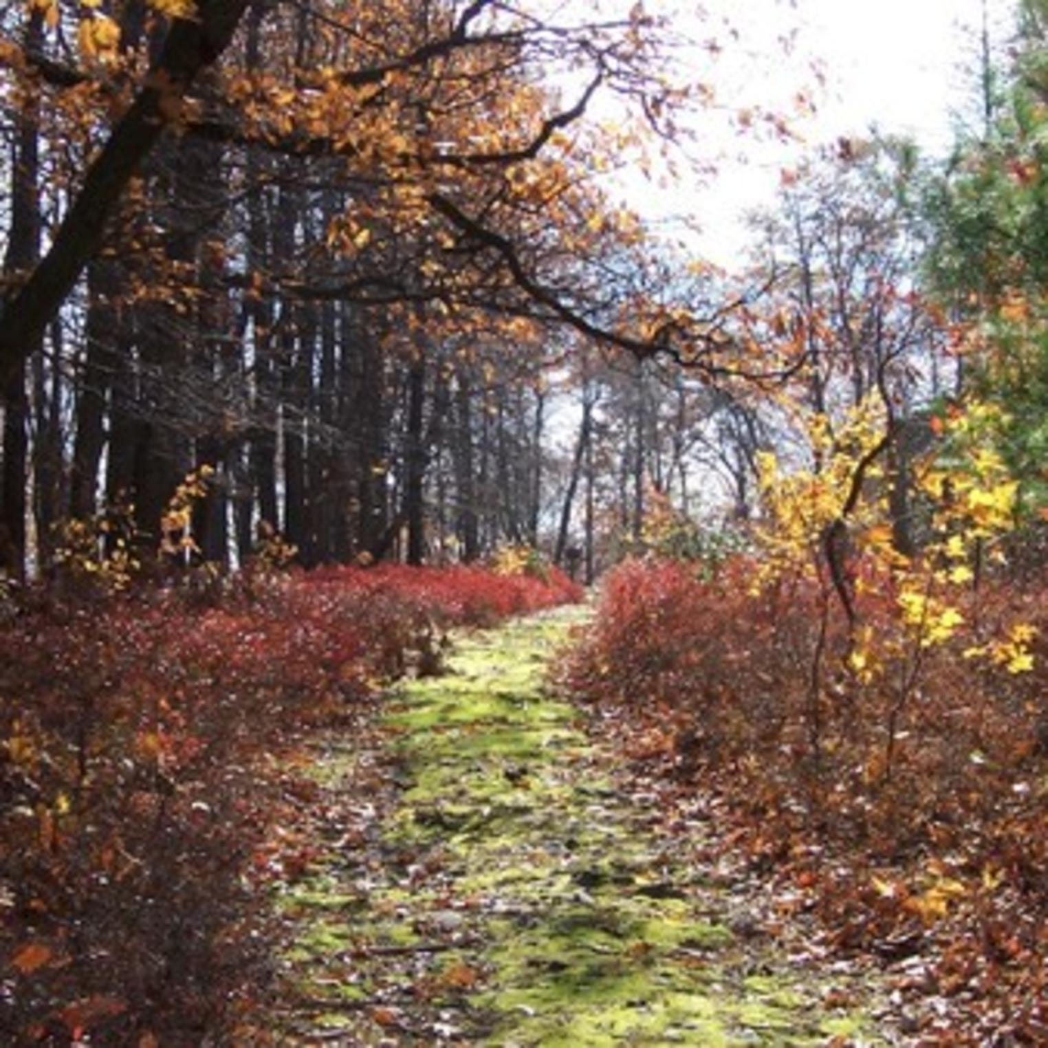Maple Hollow Trail at Kings Gap