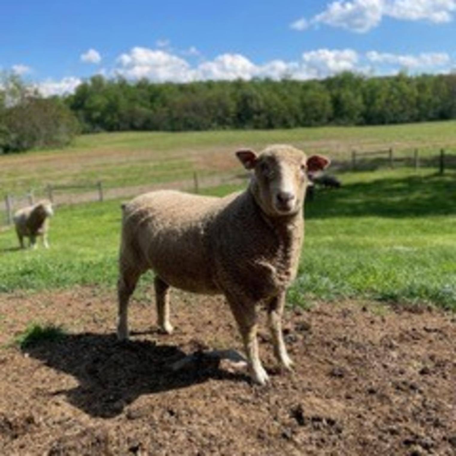 Mulberry Hill Farm