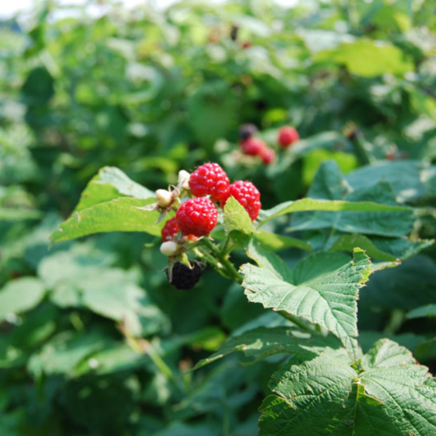 Oak Grove Farm U-Pick Raspberries
