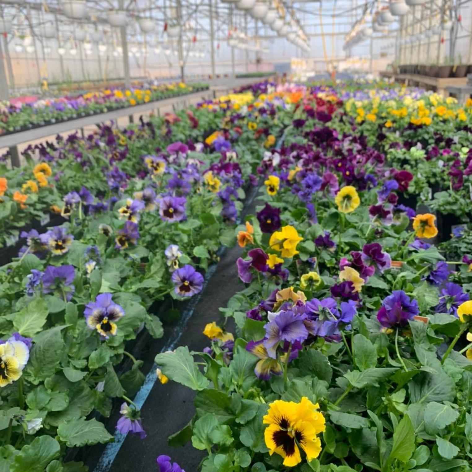 Oak Grove Farms