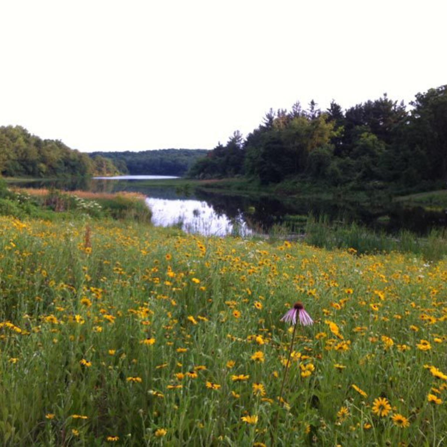 Wildflowers at Opossum Lake