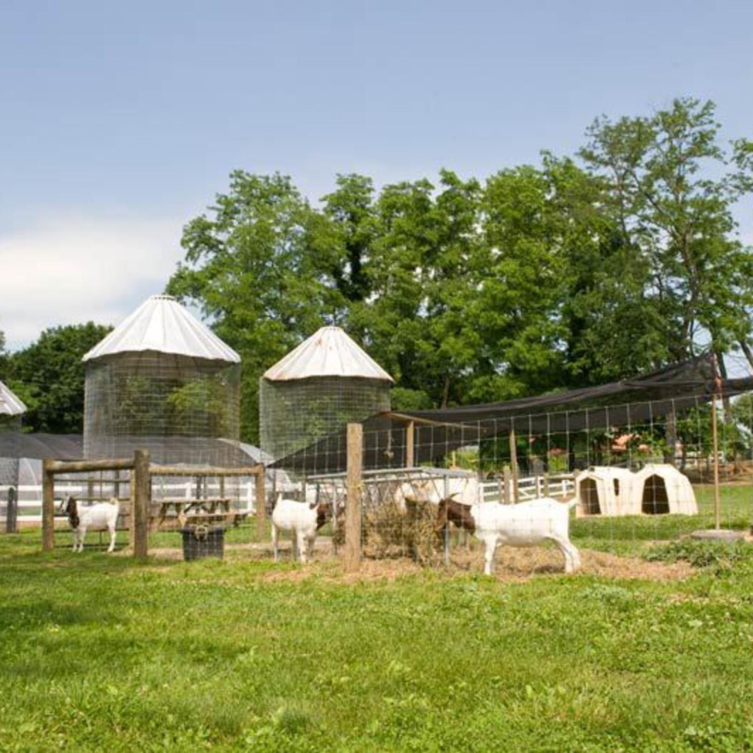 Paulus Farm Market Goats