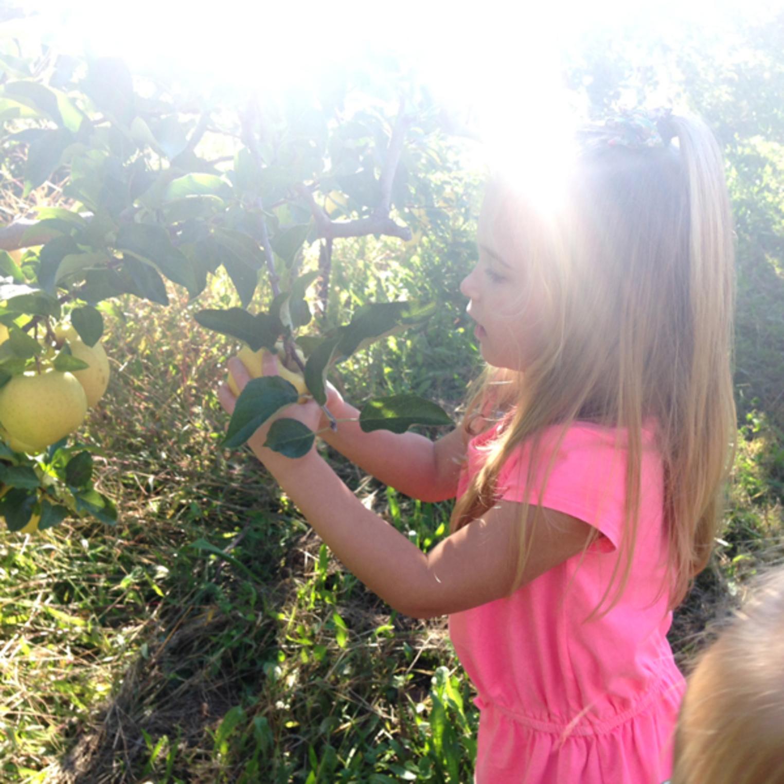 Paulus Orchards