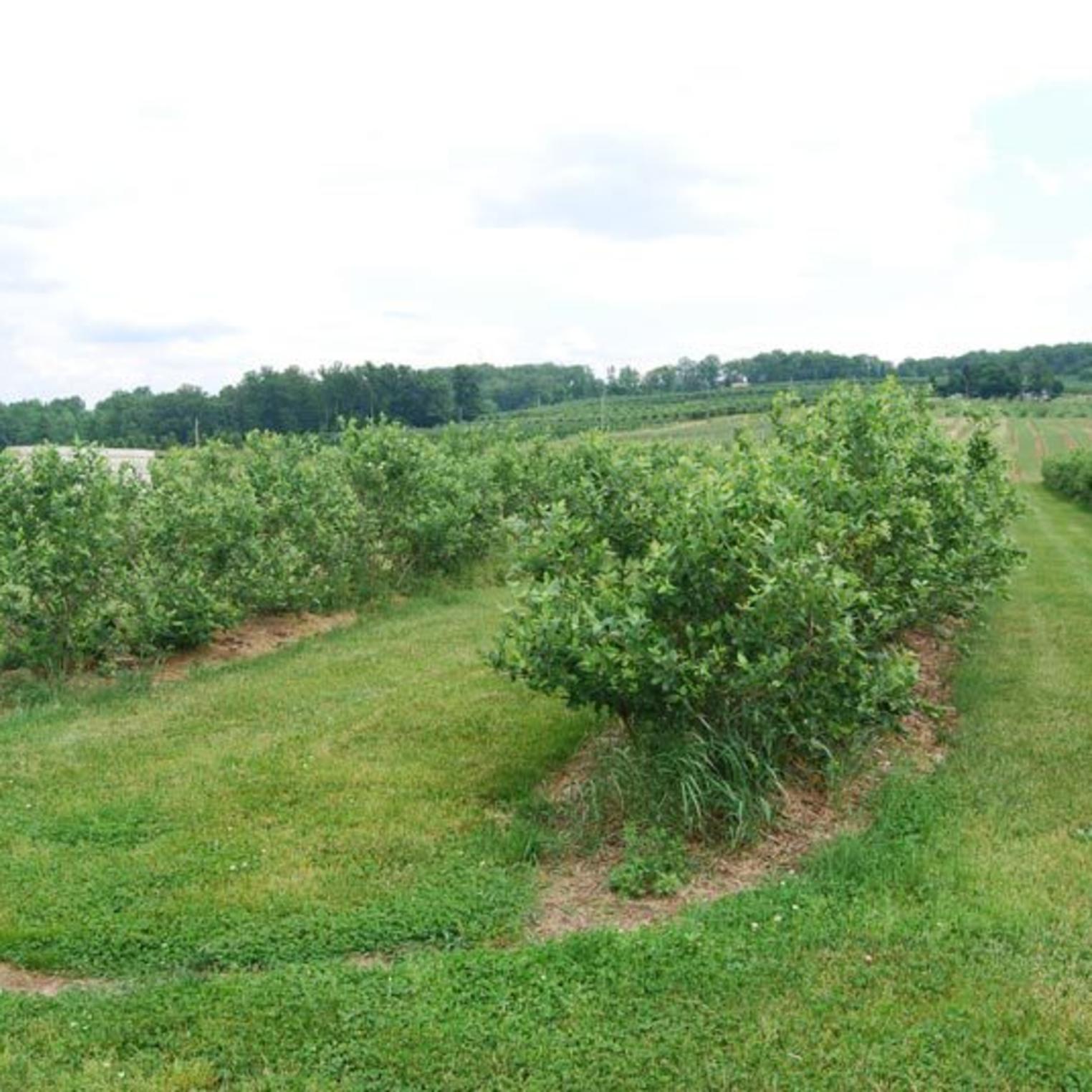 Paulus Orchards