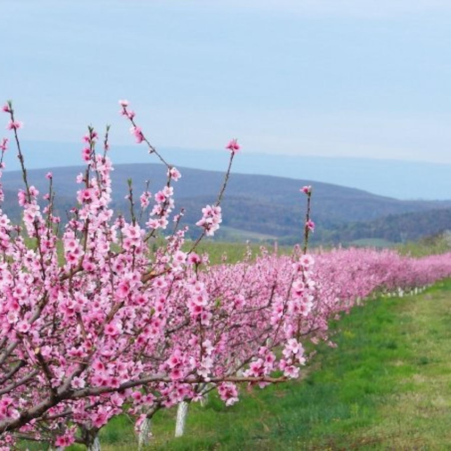Boyer Peach Blooms