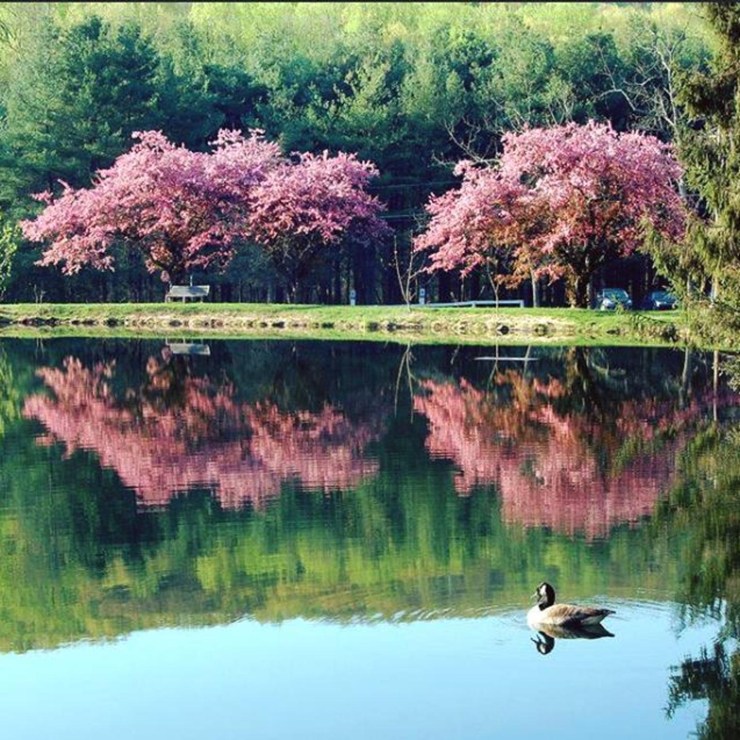 Strawberry Hill Pond