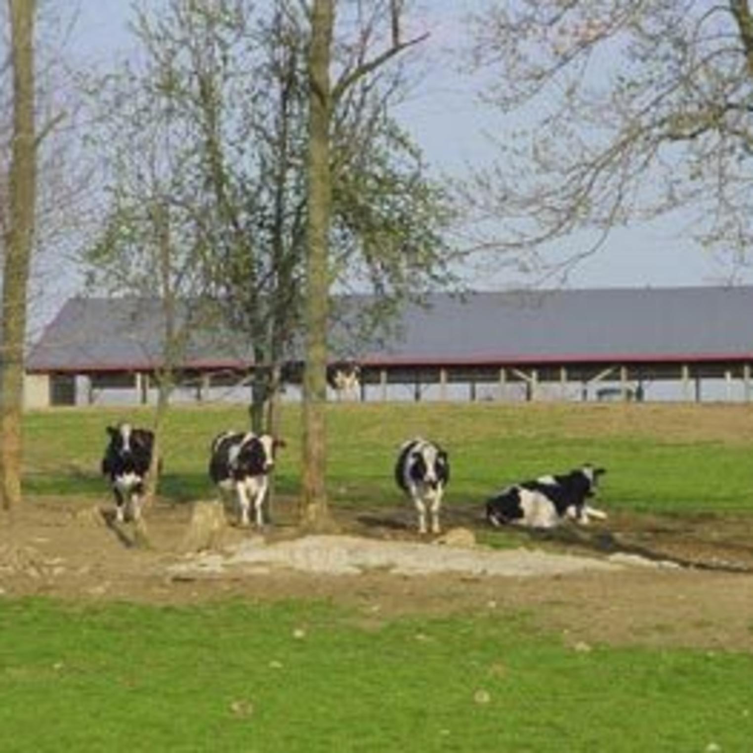 Stoner's Dairy Farm