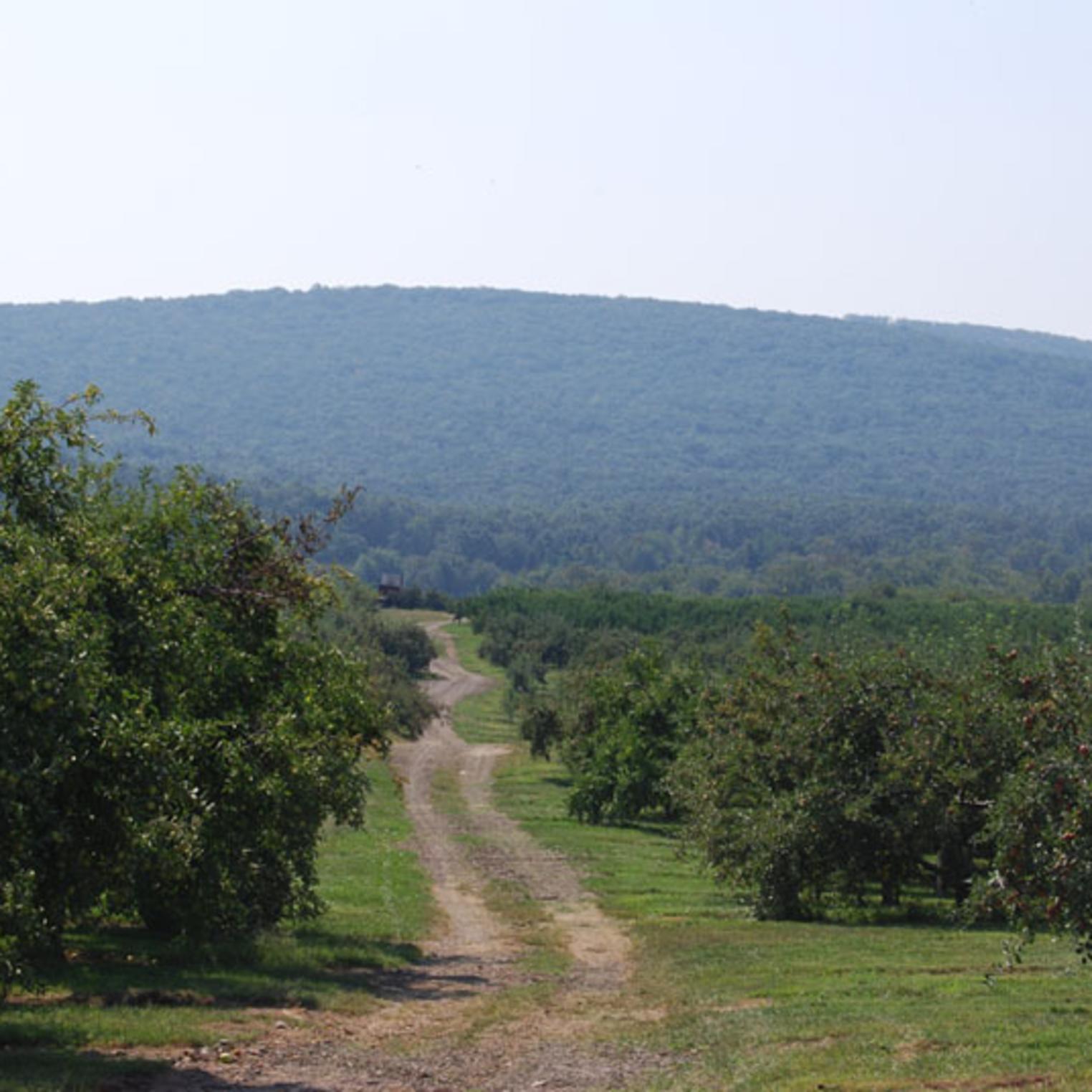 Toigo Orchards