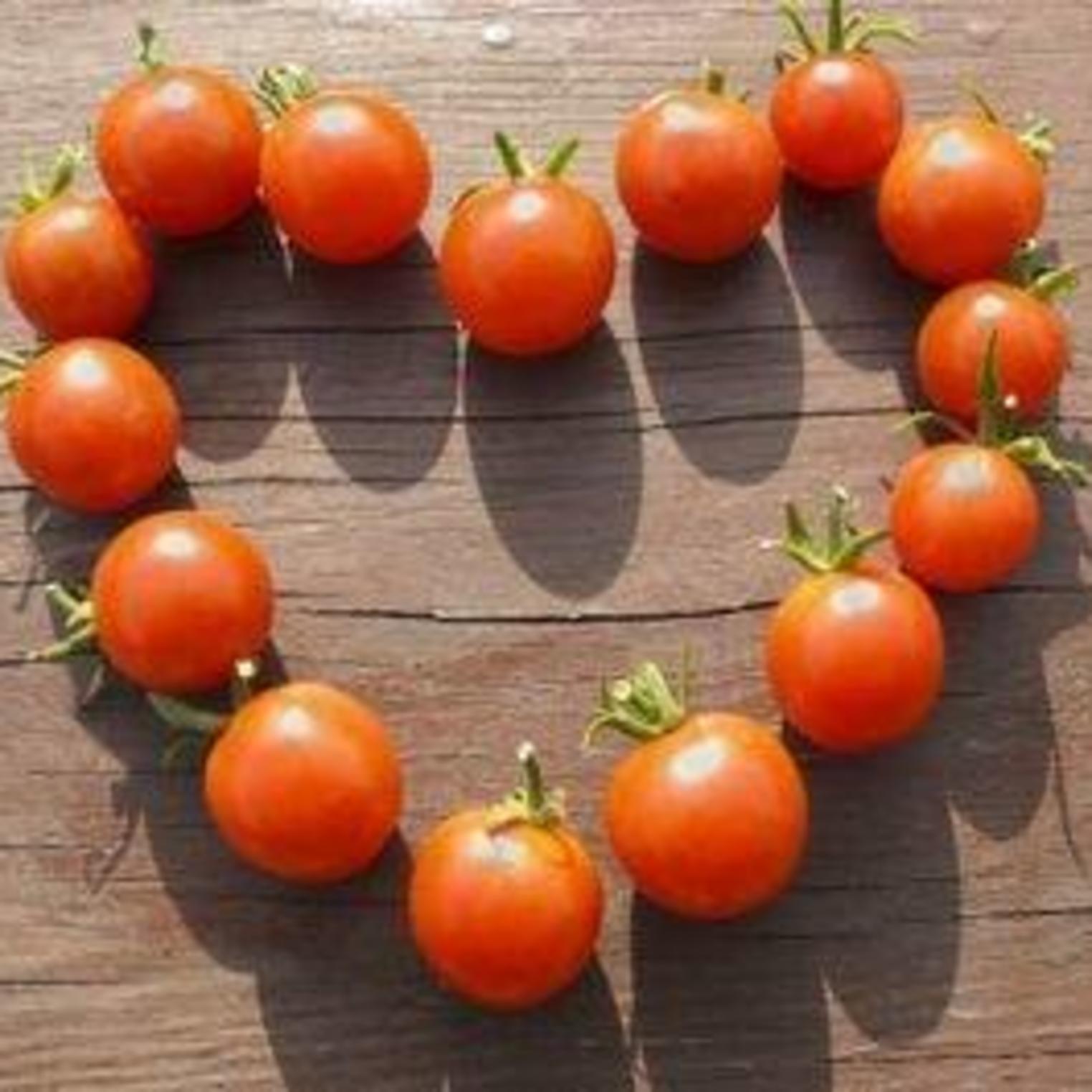 Tomatoes from Everblossom Farm